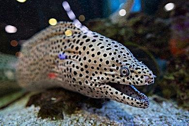 海盗冒险游戏《深渊之印》确定明年1月发售